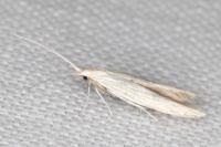 Coleophora nutantella