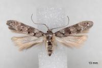 Exoteleia dodecella