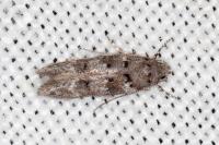Exoteleia dodecella