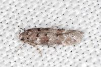Exoteleia dodecella