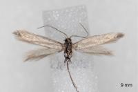 Coleophora laricella