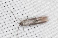 Coleophora laricella
