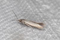 Coleophora laricella