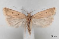 Acompsia tripunctella