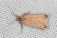 Acompsia tripunctella