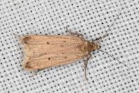 Acompsia tripunctella