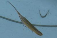 Coleophora