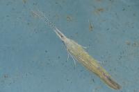 Coleophora