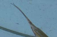 Coleophora