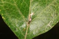 Bucculatrix bechsteinella