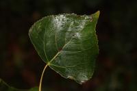 Phyllocnistis unipunctella