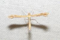 Oxyptilus