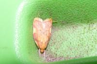 Carcina quercana