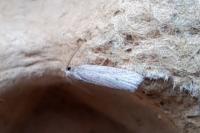 Ditula joannisiana