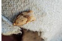 Clepsis consimilana