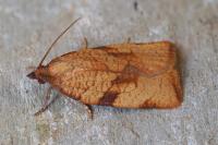 Lozotaenia cupidinana