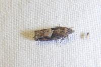 Epinotia immundana