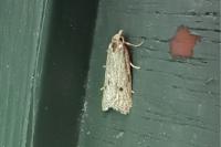 Ditula joannisiana