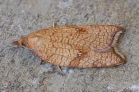 Acleris rhombana