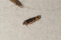 Cosmardia moritzella