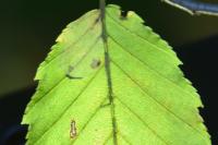 Phyllonorycter esperella