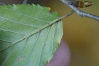 Phyllonorycter esperella
