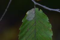 Phyllonorycter esperella