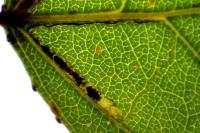 Stigmella trimaculella