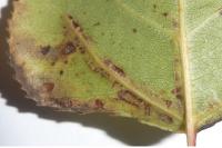 Phyllocnistis extrematrix