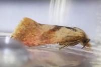 Falseuncaria degreyana