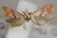 Falseuncaria degreyana