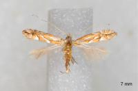 Phyllonorycter cerasinella
