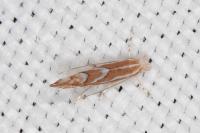 Phyllonorycter cerasinella