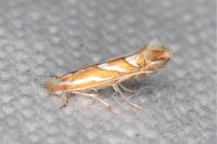 Phyllonorycter cerasinella