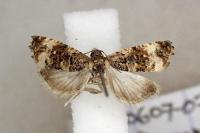Endothenia marginana
