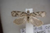 Cnephasia stephensiana
