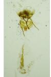 Cnephasia stephensiana