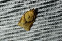Clepsis consimilana