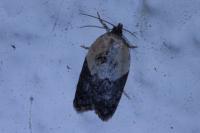 Acleris variegana