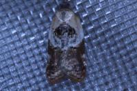 Acleris variegana