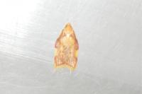 Carcina quercana