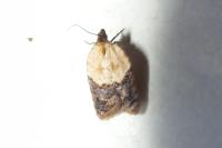 Acleris variegana