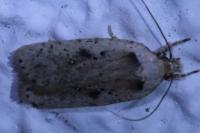 Agonopterix yeatiana