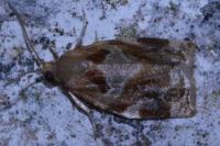 Archips xylosteana