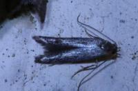 Blastodacna