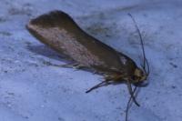 Crassa unitella