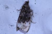 Hedya ochroleucana