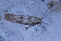 Mompha epilobiella