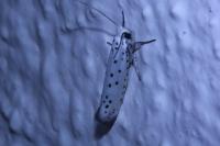 Yponomeuta