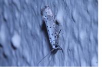 Yponomeuta rorrella